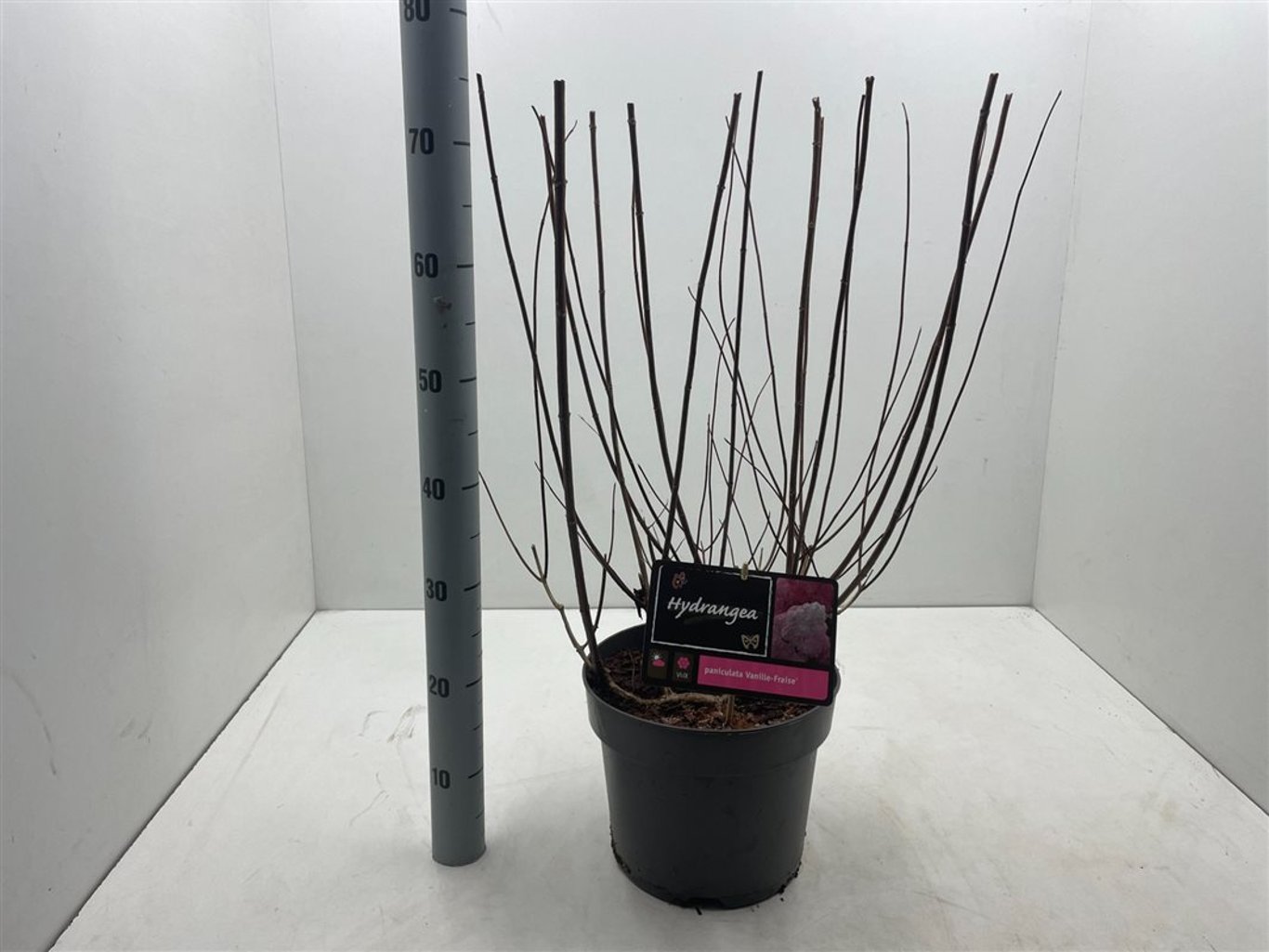 Hydrangea pan. 'Vanille Fraise' - C7,5